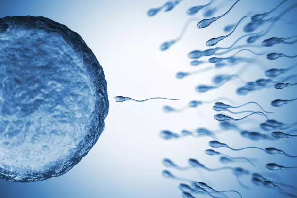 Manfaat Daun Pepaya Untuk Sperma