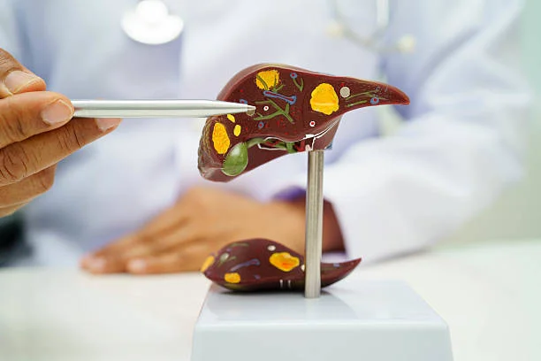 Liver