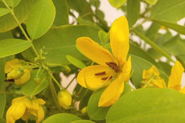 5 Manfaat Daun Senna Untuk Kesehatan