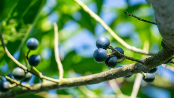 Manfaat Buah Jenitri