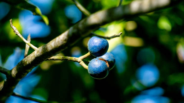 Buah Jenitri Untuk Daya Tahan Tubuh