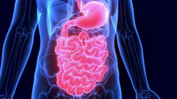 Jenitri Untuk Pencernaan