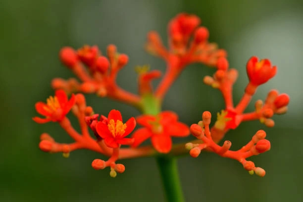 Jarak Bali Untuk Detoks