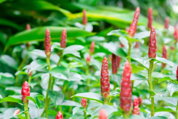 Lempuyang Untuk Imunitas