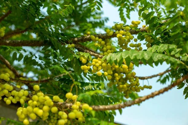 Manfaat Buah Cermai Untuk Kesehatan