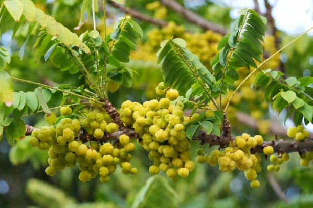 Buah Cermai Untuk Detoks Tubuh