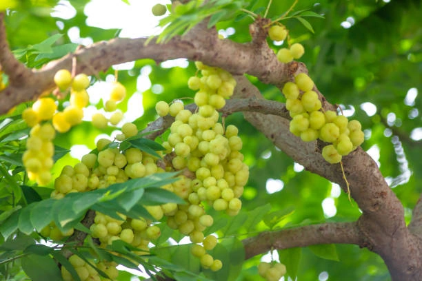 Buah Cermai Untuk Otak
