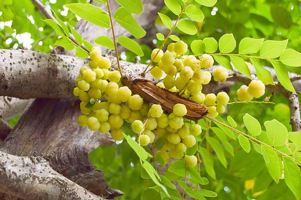 Buah Cermai Untuk Anemia
