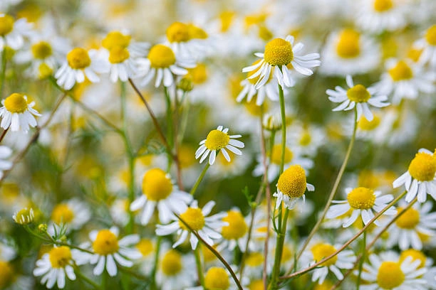 Chamomille Untuk Menurunkan Gula Darah