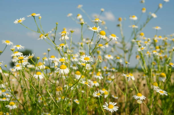 Chamomille Untuk Mendukung Sistem Imun