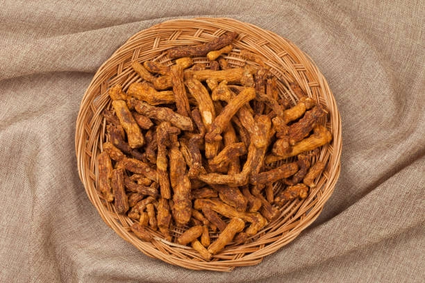 Akar Sidaguri Untuk Stamina Tubuh