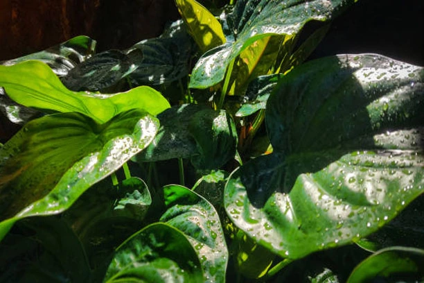 Keladi Tikus Untuk Benjolan, Solusi Alami untuk Kesehatan Anda