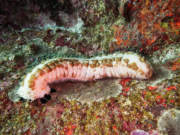 Manfaat Gamat HPAI, Bisa Untuk Penyembuhan Luka, Kesehatan Jantung Hingga Pencegahan Kanker