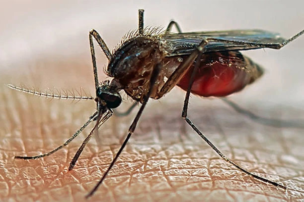 Cara Mengatasi Malaria Yang Kambuh Diidap Sejak Usia 12 Tahun
