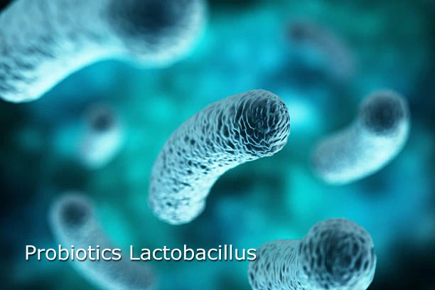 Probiotik lactobacillus